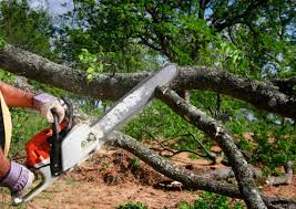 How Our Tree Care Process Works  in  Lordsburg, NM